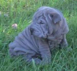 vand pui shar pei blue