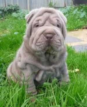 vand pui shar pei blue
