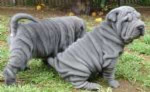 vand pui shar pei blue