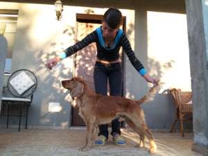 Ofer spre monta mascul Cocker Spaniel