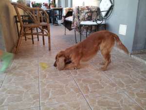 Ofer spre monta mascul Cocker Spaniel