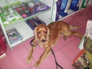 Ofer spre monta mascul Cocker Spaniel