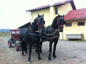Pereche armasari import Olanda