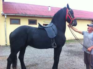 Pereche armasari import Olanda