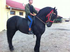 Pereche armasari import Olanda