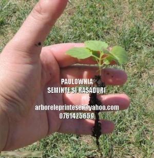 Seminte si PUIET PAULOWNIA