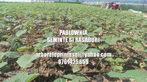 Seminte si PUIET PAULOWNIA