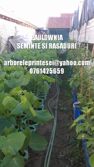 Seminte si PUIET PAULOWNIA