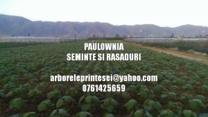 Seminte si PUIET PAULOWNIA