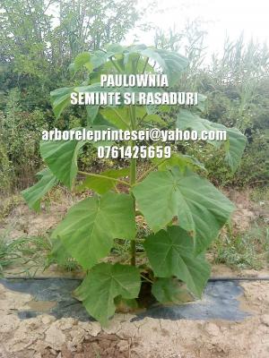 Seminte si PUIET PAULOWNIA