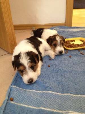 Vand pui Fox Terrier