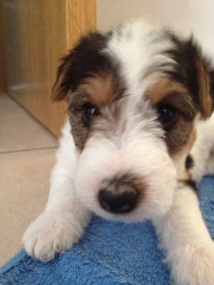 Vand pui Fox Terrier