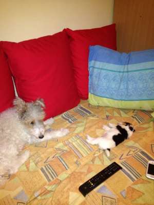 Vand pui Fox Terrier