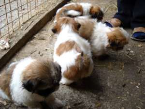 vand catei din rasa shih-tzu