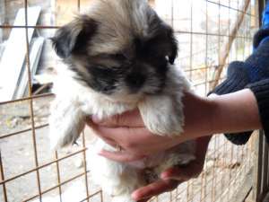 vand catei din rasa shih-tzu