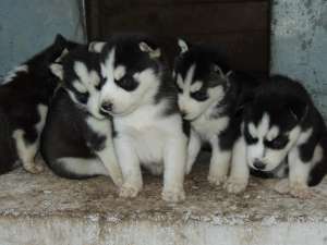 Pui husky siberian superbi