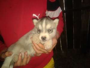 Pui husky siberian superbi