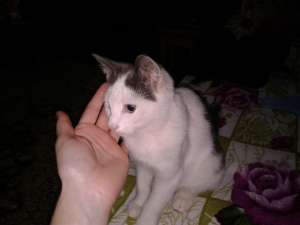 donez motanel alb cu gri