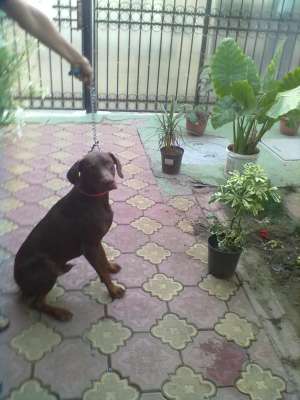 Doberman monta