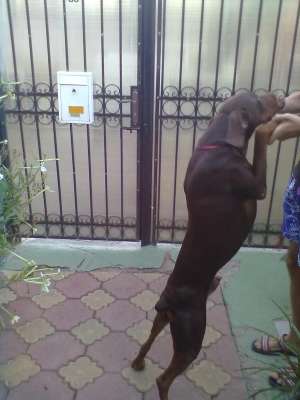 Doberman monta