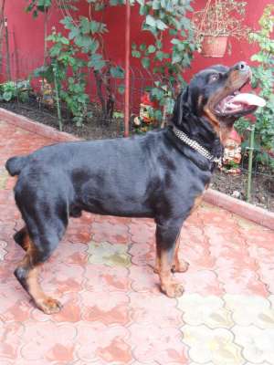 Ofer rottweiler deosebit pt monta