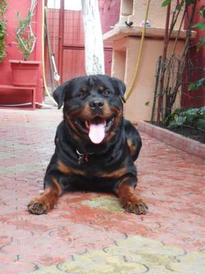 Ofer rottweiler deosebit pt monta