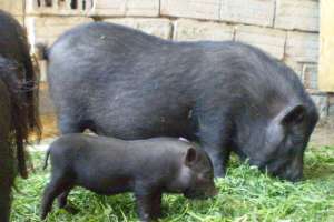 vand porc vietnamez