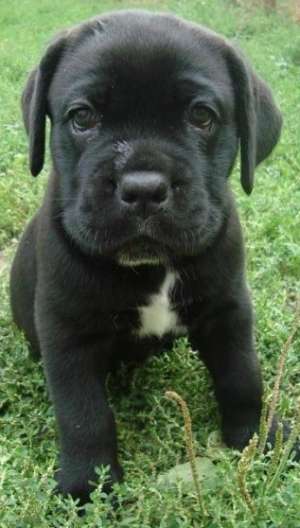Femele Cane Corso din familie cu pedigree