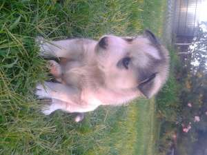 Pui Husky Siberian