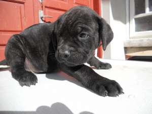 vand catei cane corso cu pedigree