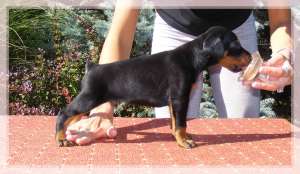 Catei Dobermann de �naltă calitate pentru v�nzare