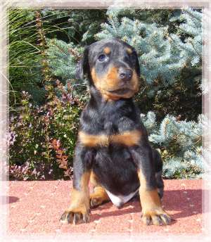 Catei Dobermann de �naltă calitate pentru v�nzare