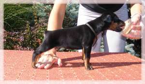 Catei Dobermann de �naltă calitate pentru v�nzare