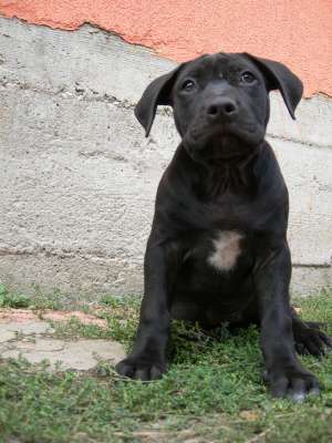 Poze noi:Amstaff de vanzare