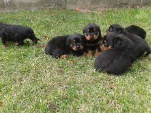 vand rottweiler