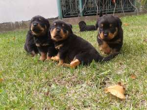 vand rottweiler