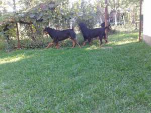 vand rottweiler