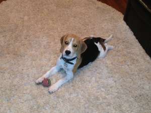 mascul BEAGLE