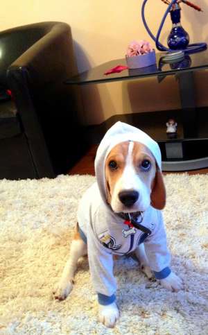 mascul BEAGLE