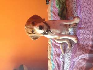 mascul BEAGLE