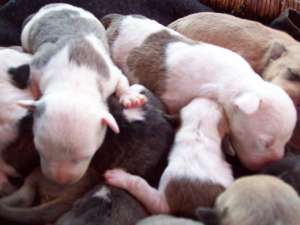 pui amstaff