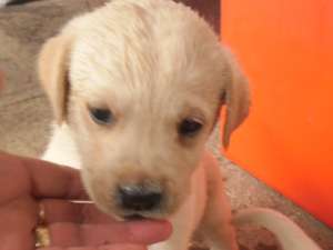 PUI LABRADOR RETRIVER