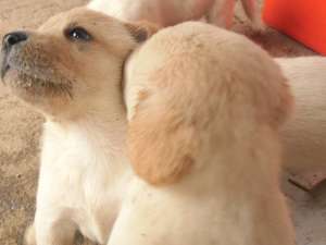 PUI LABRADOR RETRIVER