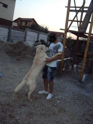 Catei Labrador