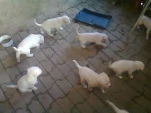 Catei Labrador