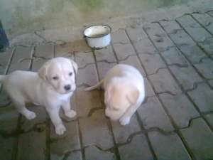Catei Labrador