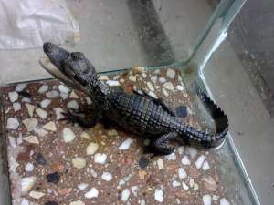 vand caiman