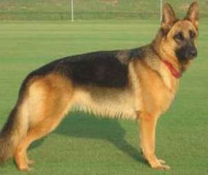 Dresaj canin profesionist