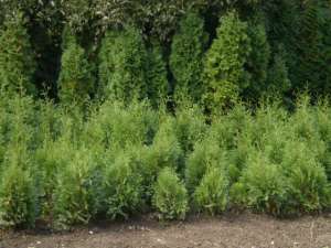 vind buxus ,  thuya occidentalis ,  piramidalis