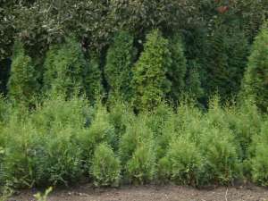 vind buxus ,  thuya occidentalis ,  piramidalis